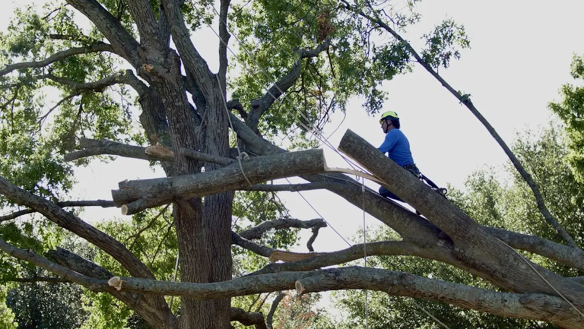 Professional Crown Thinning performed by certified arborists in Salters